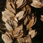 Dioscorea urophylla