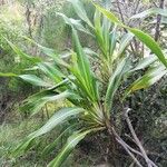 Cordyline mauritiana Hoja