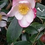 Camellia sasanqua 花