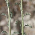 Leucanthemopsis flaveola Συνήθη χαρακτηριστικά