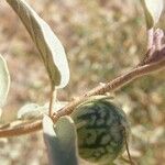 Solanum hindsianum Frukto