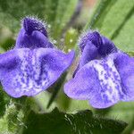 Scutellaria tuberosa फूल