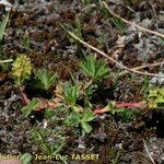 Alchemilla pentaphyllea Συνήθη χαρακτηριστικά