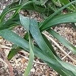 Albuca bracteata List