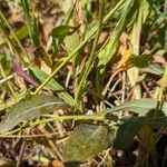 Sonchus bulbosus Levél