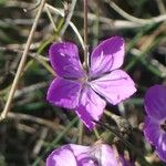 Dianthus pungens Blüte