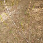Salix acutifolia Hábito
