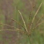 Chloris virgata Fruit