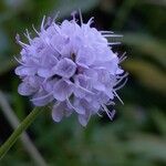 Succisella inflexa Flower