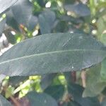 Pilocarpus pennatifolius Blad