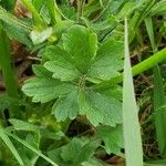 Ranunculus macrophyllus Лист