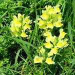 Antirrhinum majus Kvet