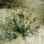 Eragrostis pectinacea Συνήθη χαρακτηριστικά