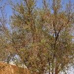 Ziziphus spina-christi Yeri