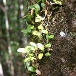 Bulbophyllum ngoyense Habit