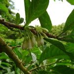 Acnistus arborescens Flor