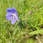 Geranium pratenseBlodyn