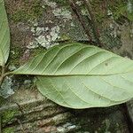 Treculia africana Folha