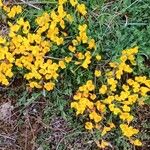 Cytisus decumbens Λουλούδι