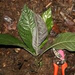Trichostachys aurea Leaf