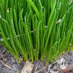 Allium fistulosum Лист