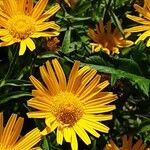 Buphthalmum salicifolium Flor