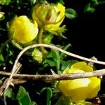 Potentilla crantzii फूल