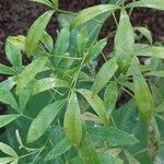 Zanthoxylum asiaticum पत्ता