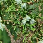 Chamaecyparis thyoides Fruit