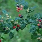 Rubus ursinus 整株植物
