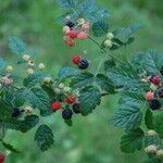 Rubus ursinus Habitat