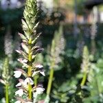 Acanthus mollisFlower