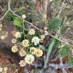 Acacia brevispica Blüte