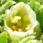 Saxifraga magellanica Flor