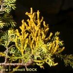 Arceuthobium azoricum その他の提案