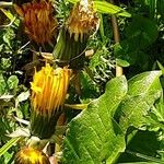 Taraxacum campylodes Habit