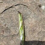 Cryptolepis oblongifolia Leaf