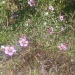 Fagonia cretica 花