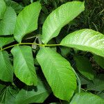 Juglans regia Fuelha