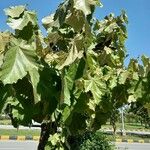 Pterospermum acerifolium Blatt