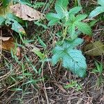 Rubus moluccanus Лист