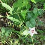 Convolvulus equitans Hábito