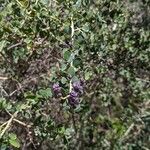 Ceanothus leucodermis Flower