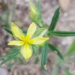 Helianthemum aegyptiacum Квітка