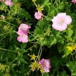 Geranium sylvaticumFlower