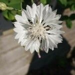 Centaurea cyanusFlower