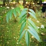 Toxicodendron succedaneum Leaf