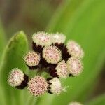 Psiadia anchusifolia Flor