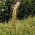 Hordeum secalinum Flower