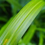 Carex pendula Leaf